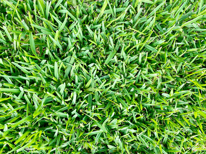 St. Augustine Grass - Flat