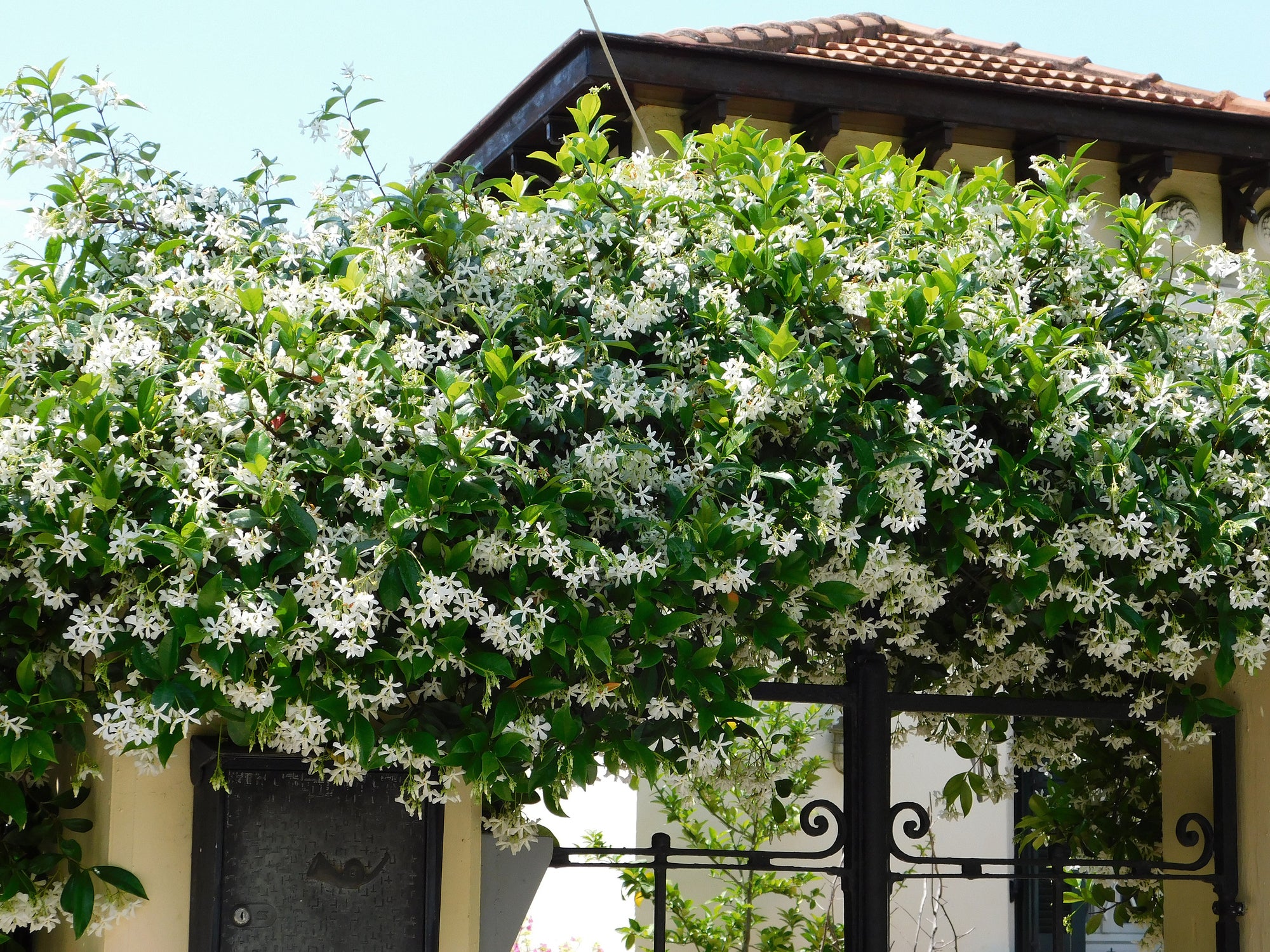 Buy Star Jasmine Staked (Vine Type) - 5 and 15 Gallon