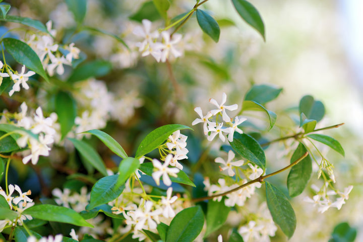 Star Jasmine - Flat