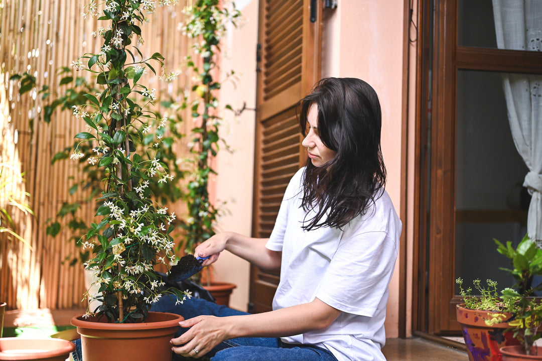 Star Jasmine Staked  (Vine Type) - 5 Gallon