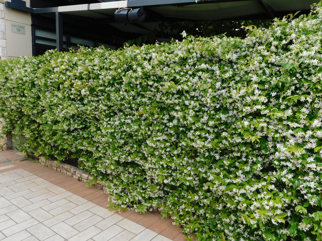 Star Jasmine Staked  (Vine Type) - 5 Gallon