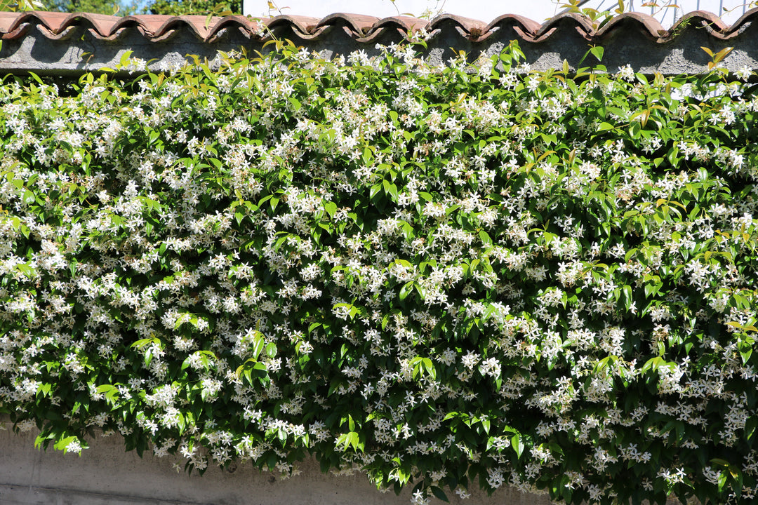 Star Jasmine Staked  (Vine Type) - 5 Gallon