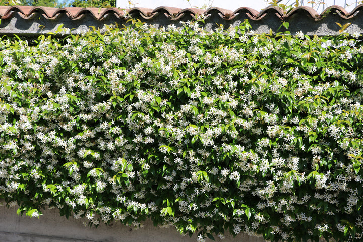 Star Jasmine Staked  (Vine Type) - 5 Gallon