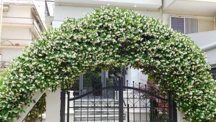 Star Jasmine Staked  (Vine Type) - 5 Gallon