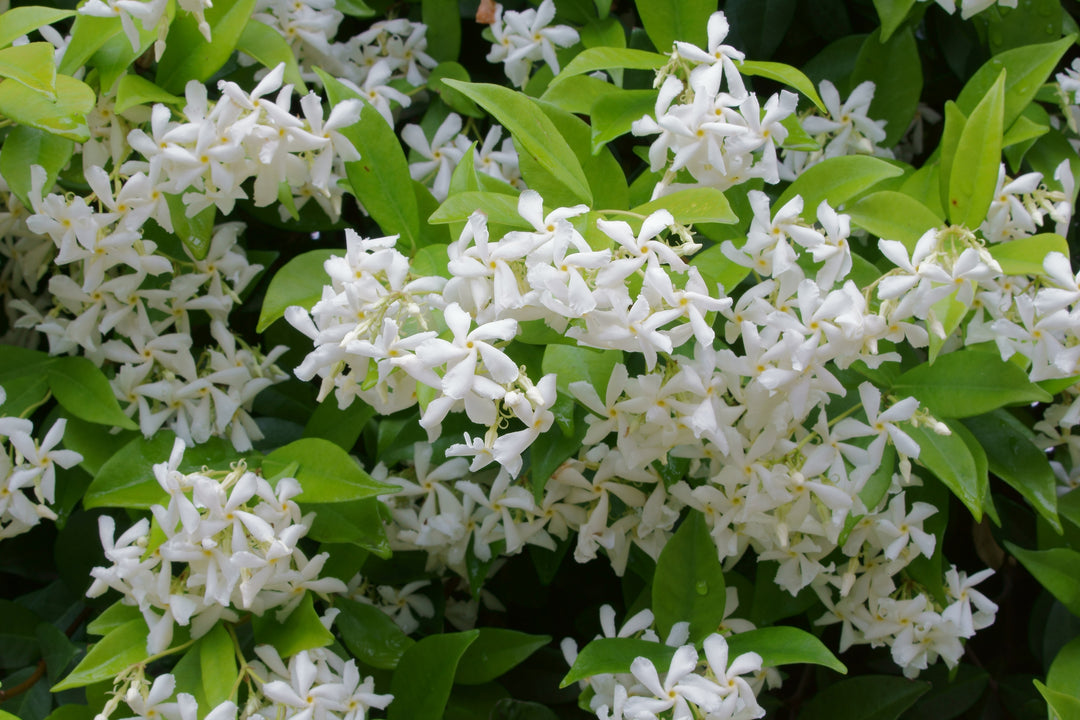 Star Jasmine Staked  (Vine Type) - 5 Gallon