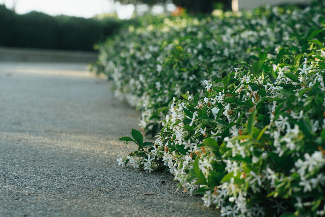 Star Jasmine - Flat