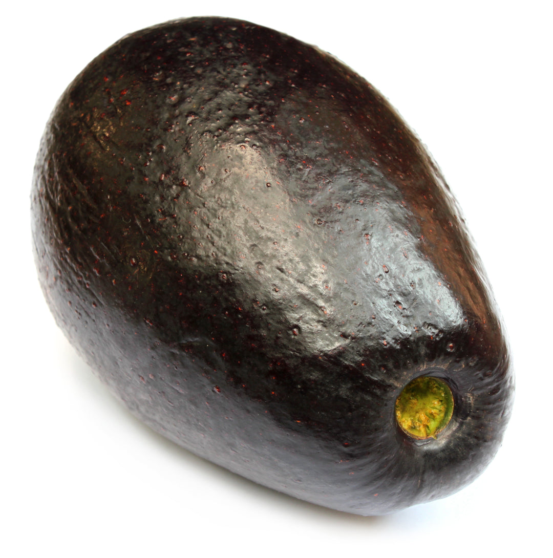 Stewart Avocado Tree - 24" Box