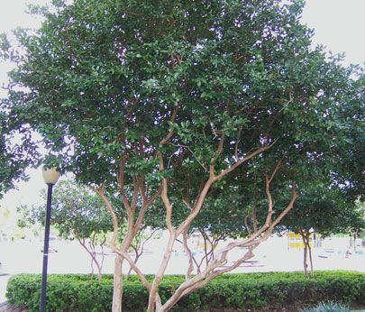 Strawberry Guava Tree - 15 Gallon