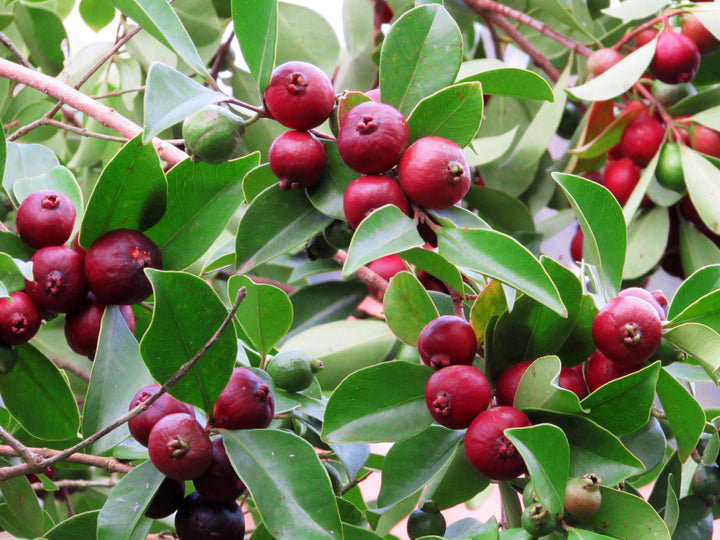 Strawberry Guava Tree - 15 Gallon