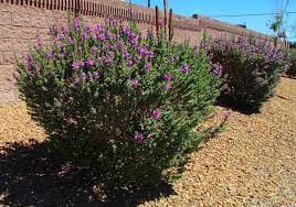Texas Ranger Green Leaf Ceec B D Cd Aff D Eb F Plant