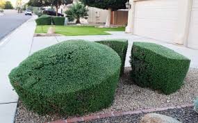 Texas Ranger Green Leaf E Eaf A A B E E B F A Plant