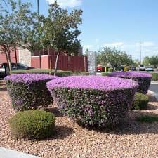 Texas Ranger Green Leaf E Dd Fb B Ef Bb E B D Plant