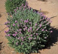 Texas Ranger Green Leaf Bc D Bf E A A Fa Cebfe Plant