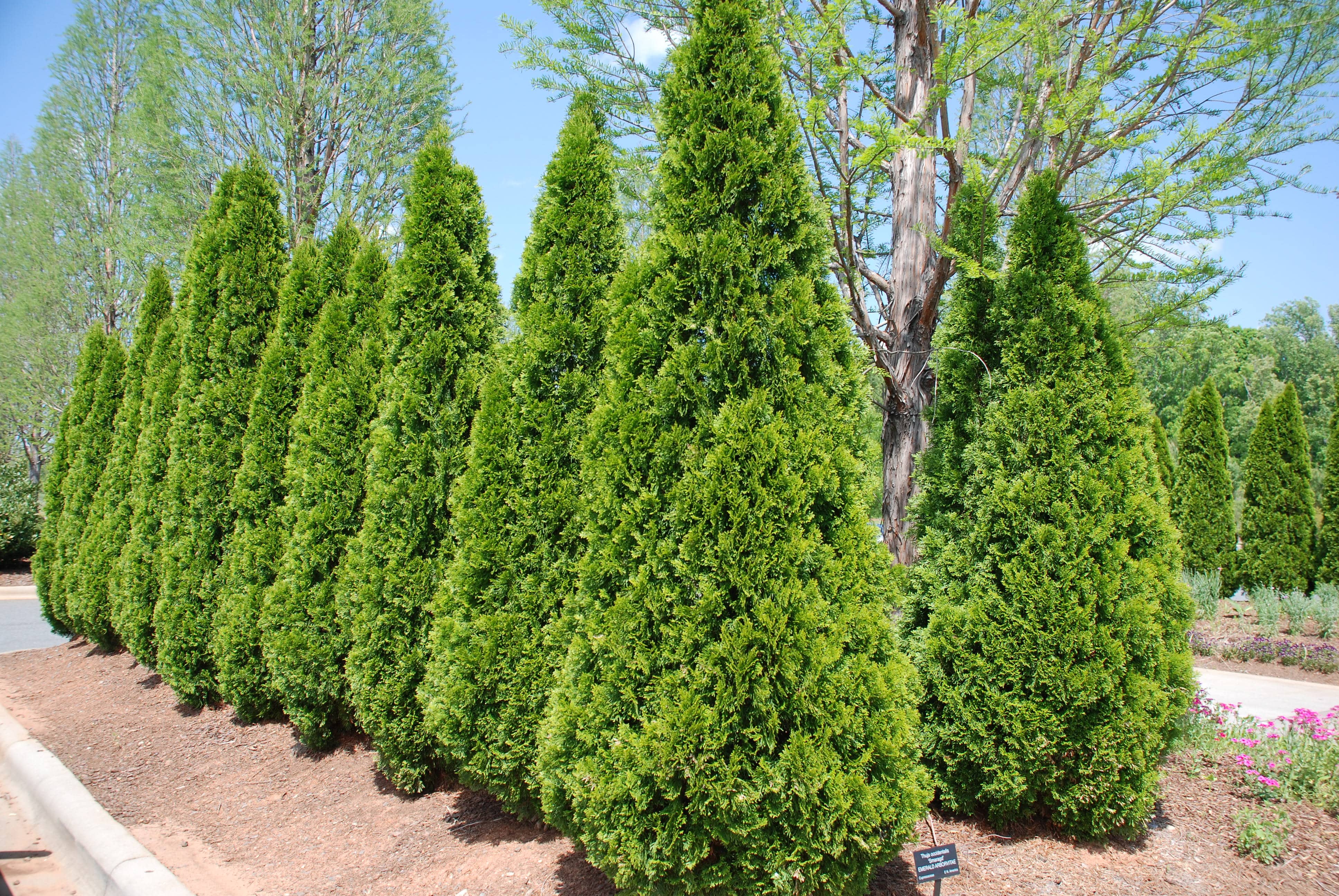 Thuja occidentalis ('Emerald Green') - 24