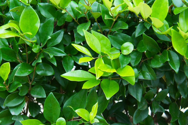 Wax Leaf Privet Hedge
