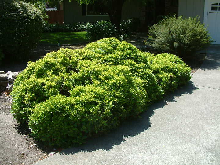 Wheeler's Dwarf Japanese Pittosporum - 15 Gallon