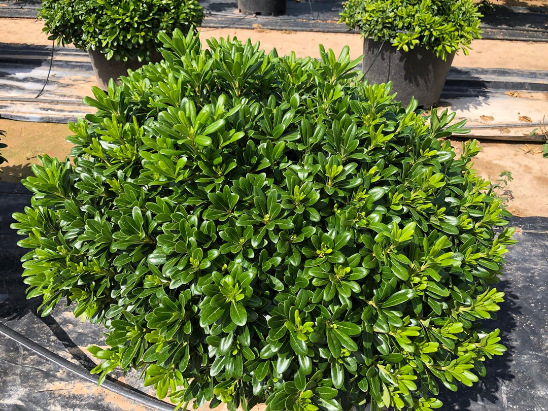 Wheeler's Dwarf Japanese Pittosporum - 5 Gallon