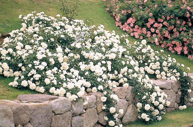 White Groundcover Rose Bush - 5 Gallon