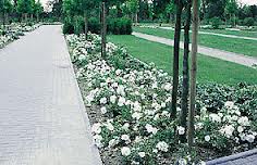 White Groundcover Rose Bush - 5 Gallon