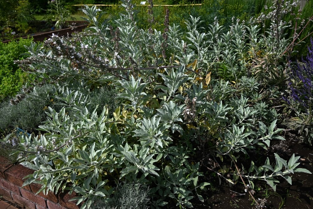 California White Sage, Salvia Apiana