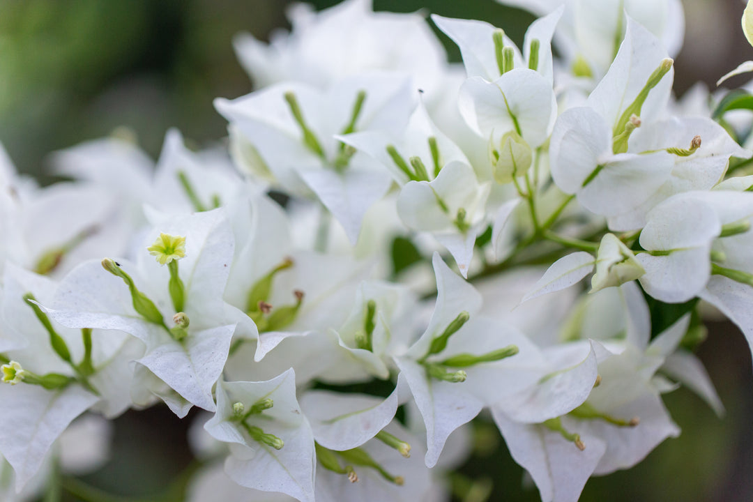 Whitebougainvillea Plant