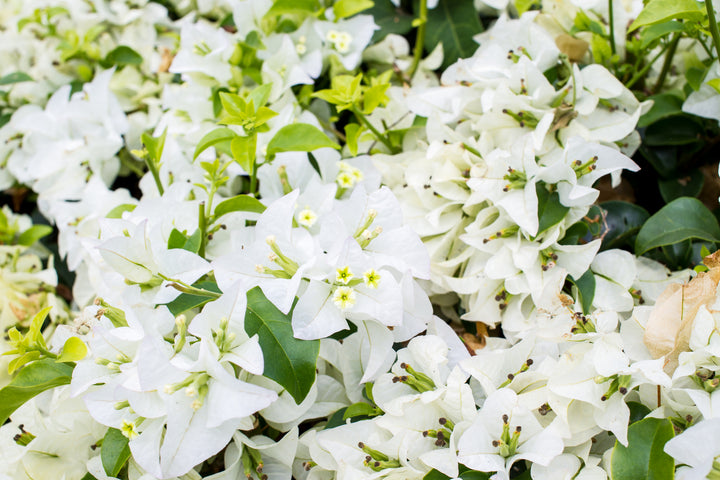 Whitebougainvillea Plant
