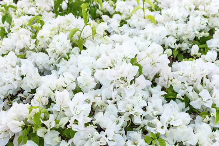 Whitebougainvillea Plant
