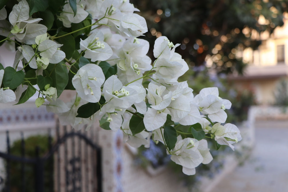 Whitebougainvillea Plant