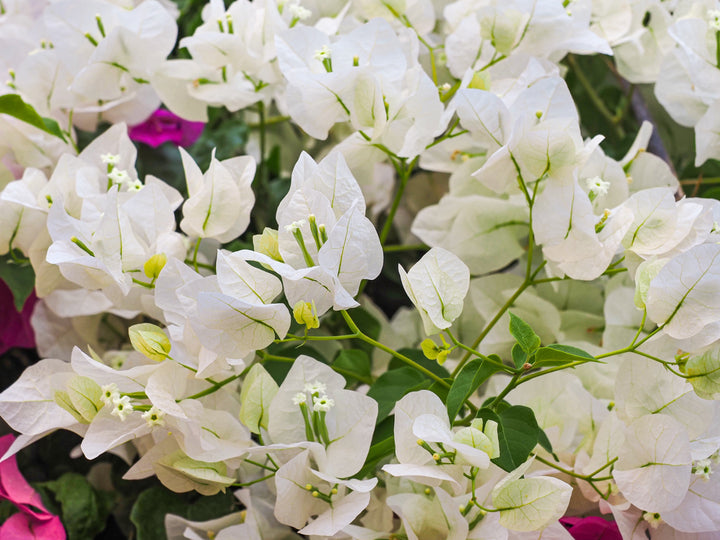 Whitebougainvillea Plant