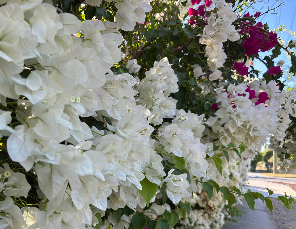 Whitebougainvillea Plant