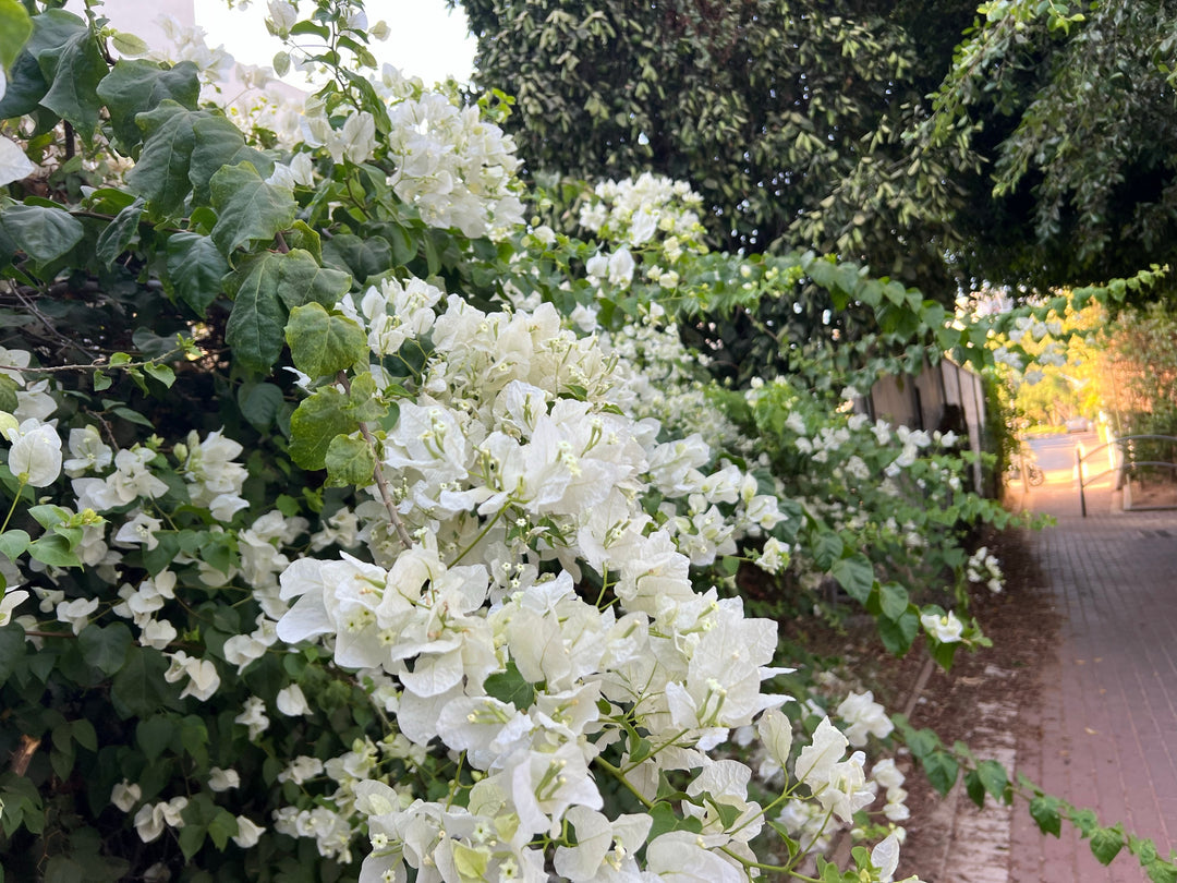 Whitebougainvillea Plant