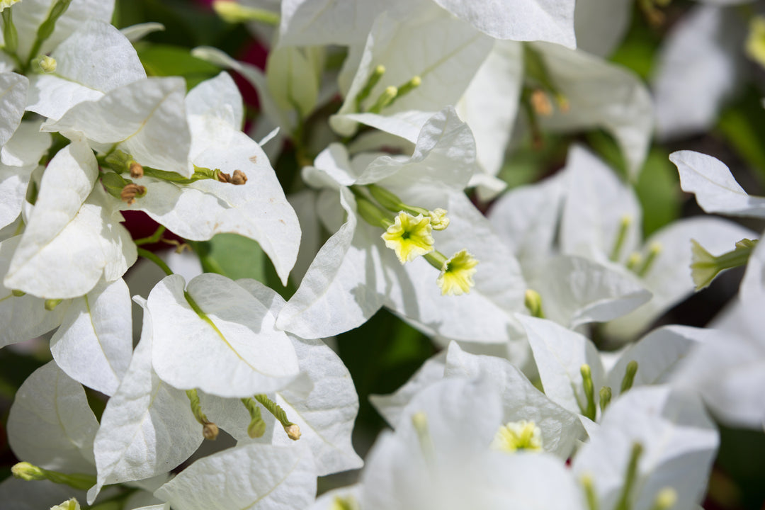 Whitebougainvillea Plant