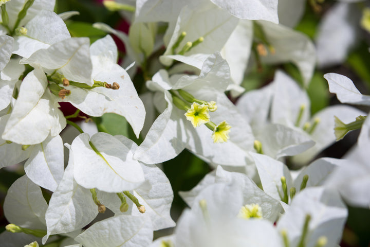 Whitebougainvillea Plant