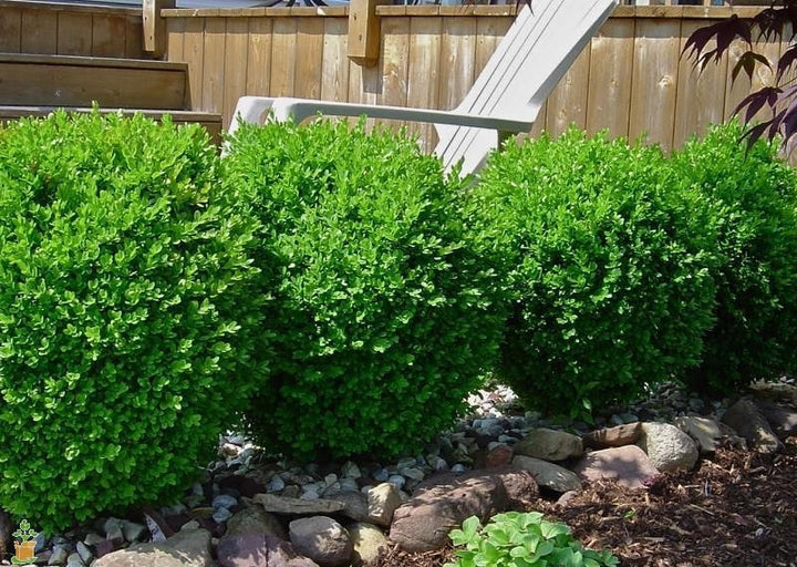 Japenese Boxwood 'Winter Gem' - 5 Gallon