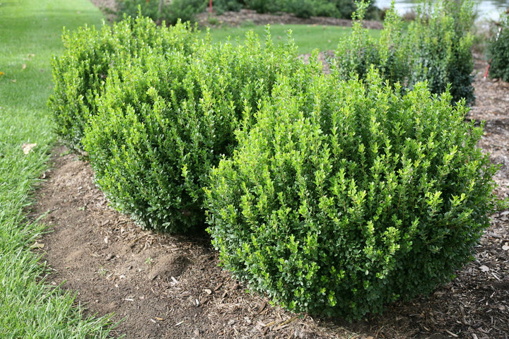 Japenese Boxwood 'Winter Gem' - 5 Gallon