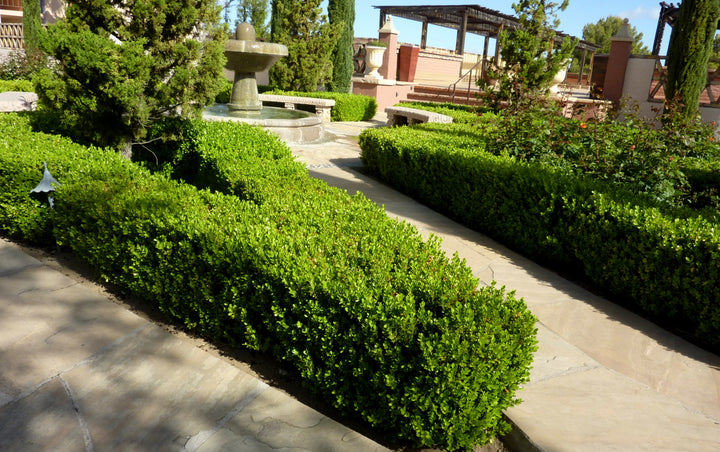 Japenese Boxwood 'Winter Gem' - 5 Gallon